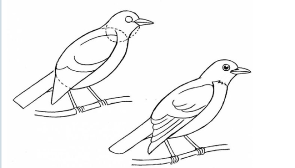 Скворец поэтапное рисование для детей