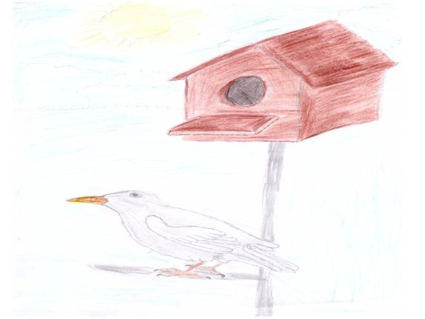 Скворец рисунок карандашом