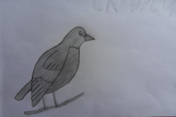 Скворец рисунок для детей легкий