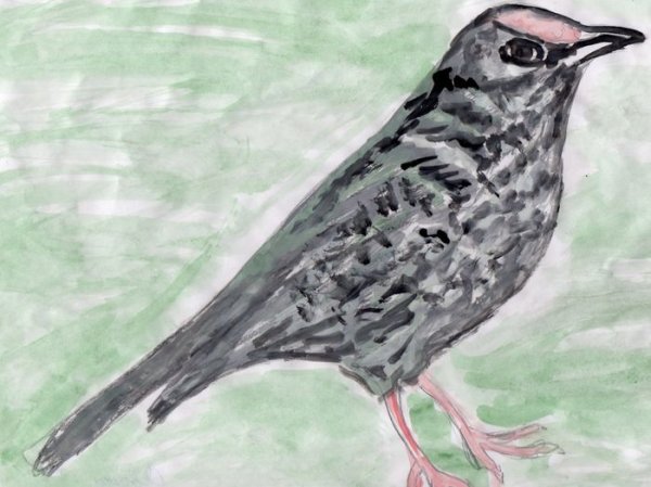 Снегирев скворец