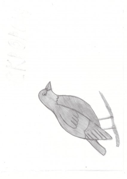 Пошаговое рисование скворец