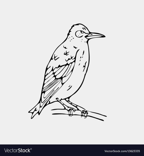 Скворец рисунок для детей карандашом
