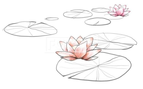 Кувшинка белая водяная Лилия