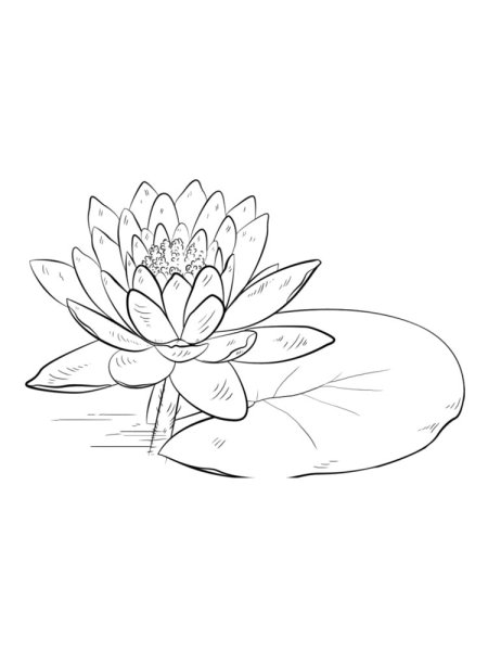 Поэтапное рисование лотоса