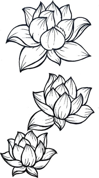 Лотос карандашом