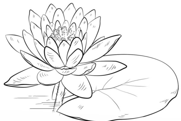 Трафарет кувшинки для рисования