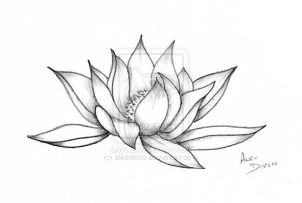 Кувшинка белая