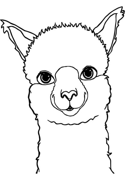 Альпака раскраска