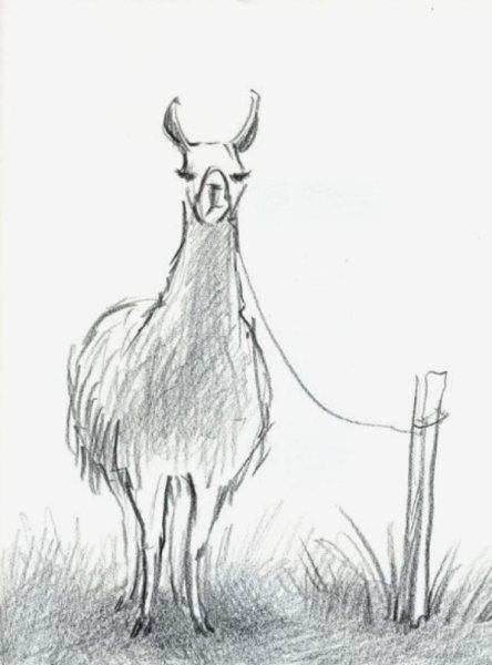 Лама набросок