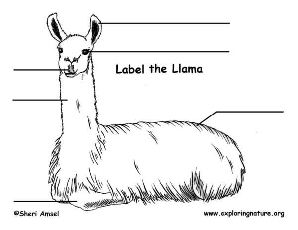 Лама рисунок карандашом для детей