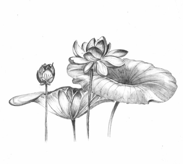Цветы рисунок карандашом