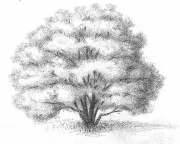 Дерево карандашом