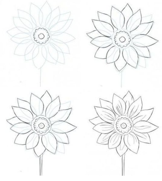 Рисунки цветов карандашом для начинающих