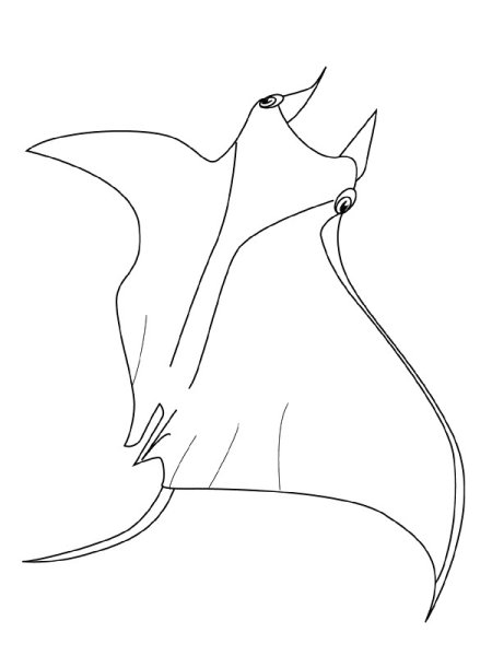 Скат рисунок