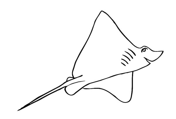 Скат раскраска