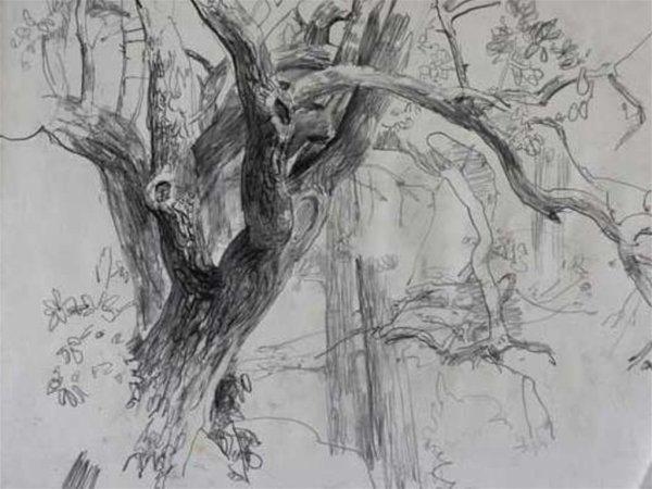 Зарисовки первоплановых элементов пейзажа этюды деревьев