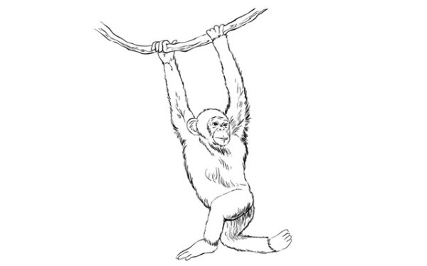 Рисунок обезьяны для срисовки легкие