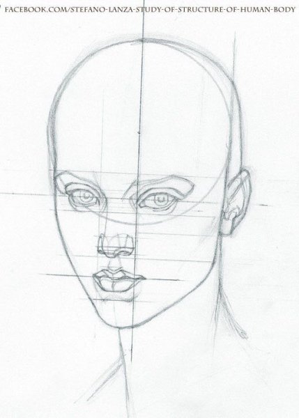 Построение головы женщины