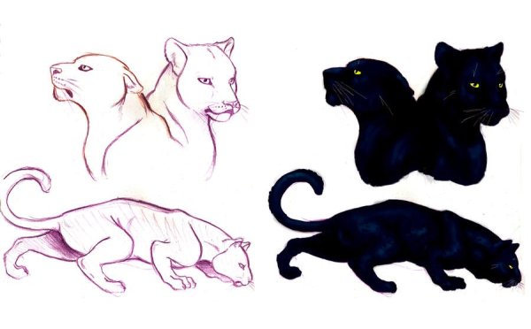 Пантера карандашом