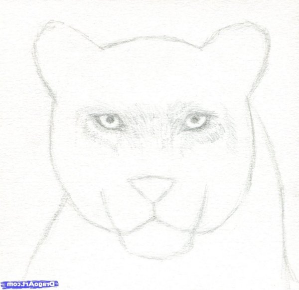 Рисунок пантеры карандашом для срисовки