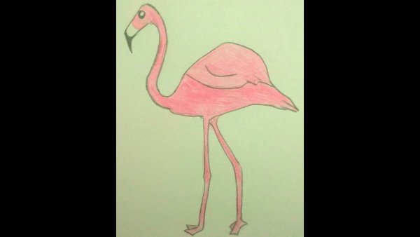 Фламинго рисунок карандашом для детей легкий рисунок карандашом