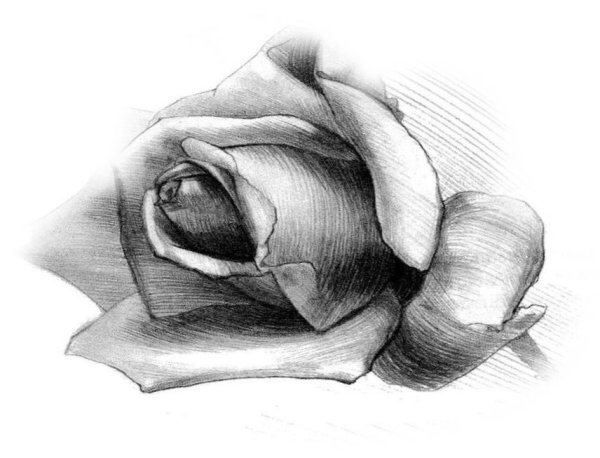 Рисунок карандашом средний