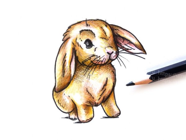 Зайчик рисунок карандашом