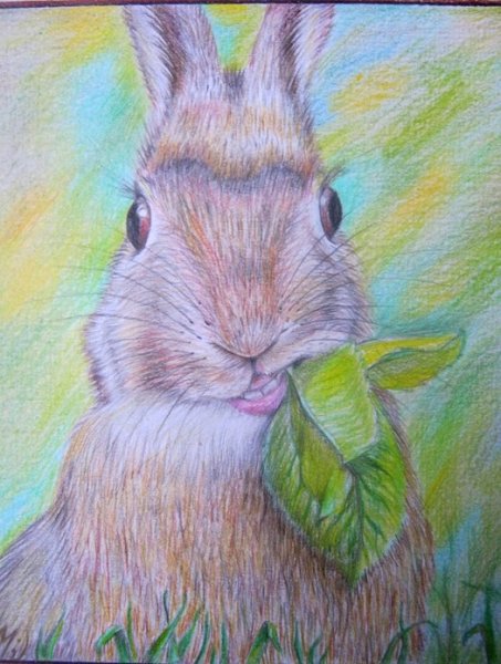 Заяц рисунок гуашью