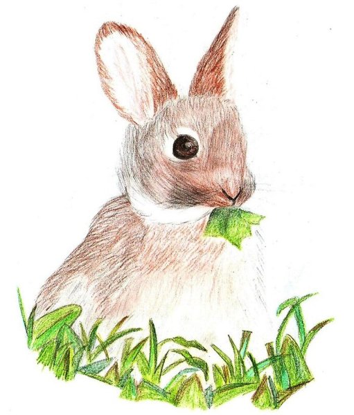 Заяц рисунок
