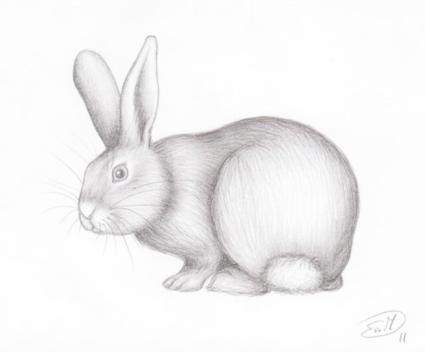 Кролик рисунок карандашом