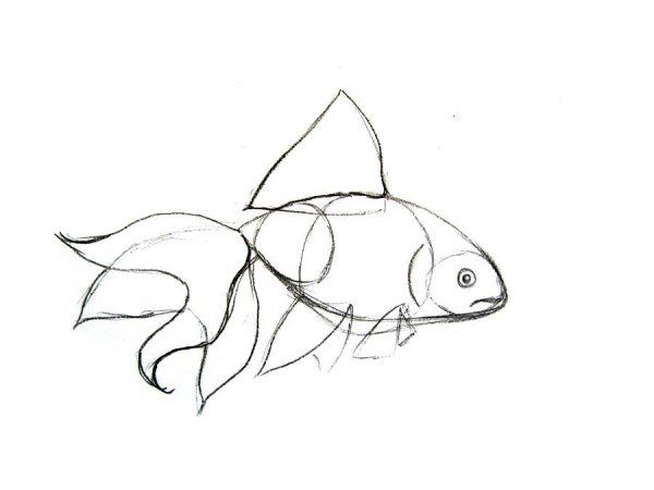Картинки рыб для срисовки