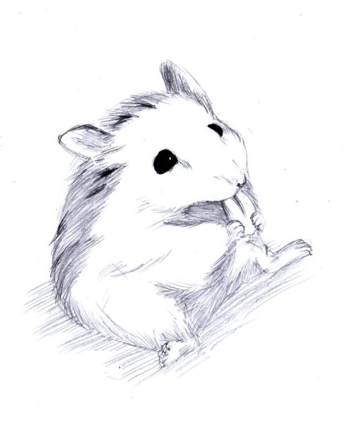 Хомяк рисунок