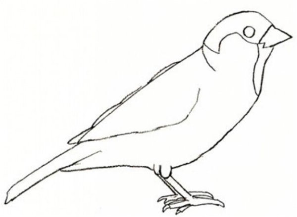 Рисунок птицы Воробей карандашом для детей