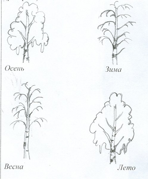 Березка рисунок