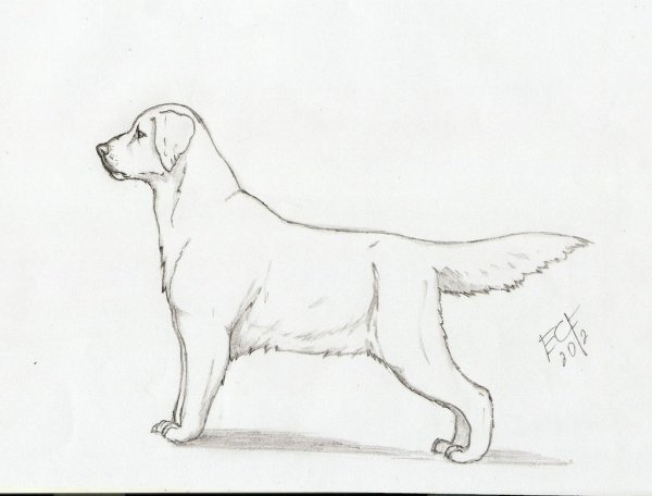 Лабрадор карандашом