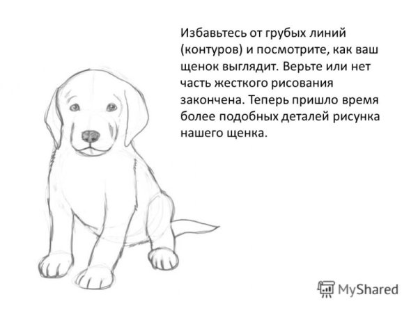Мой щенок рисунок карандашом