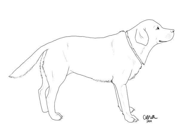 Лабрадор эскиз