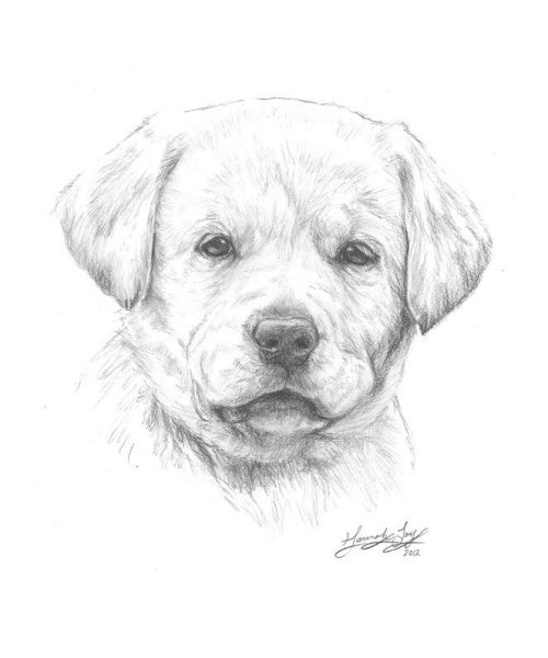 Лабрадор карандашом для срисовки