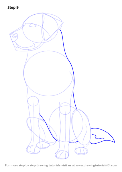 Лабрадор карандашом для срисовки