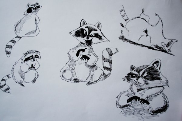 Енотик рисунок карандашом
