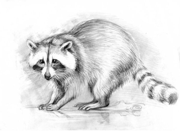 Енот полоскун иллюстрация