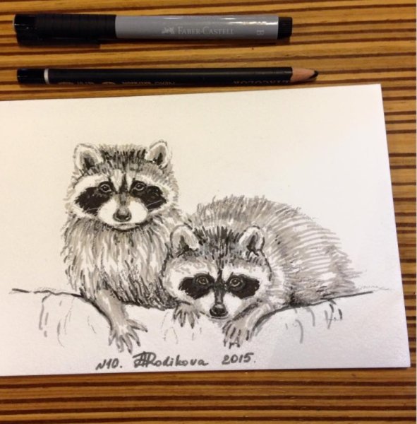 Енотик рисунок карандашом
