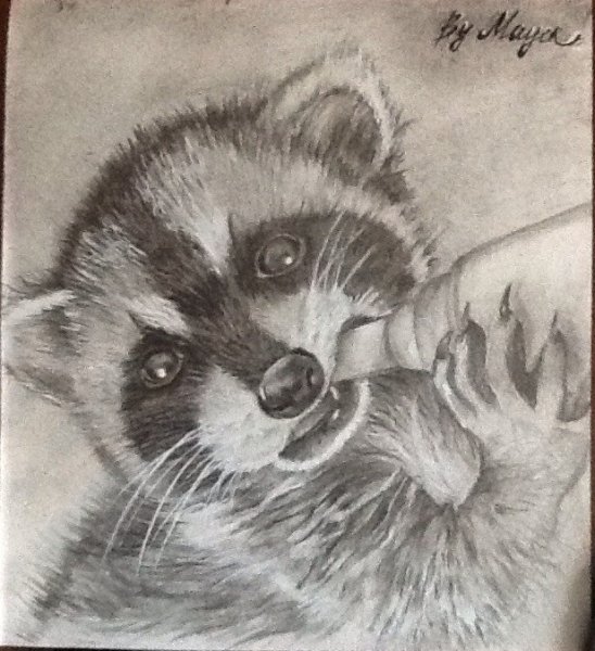 Енот карандашом