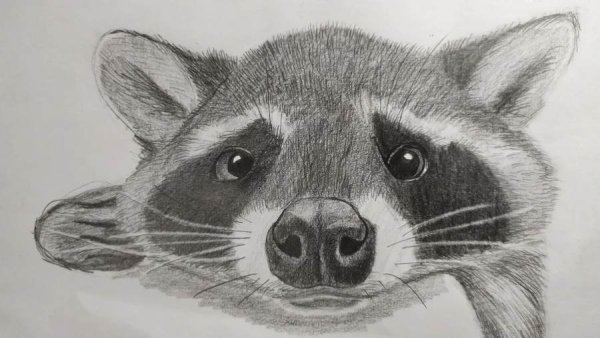Енот карандашом