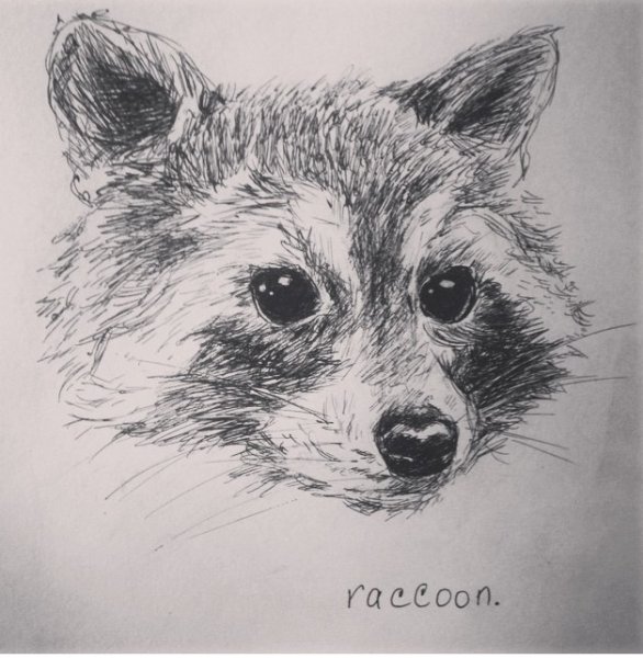 Енот полоскун рисунок легкий
