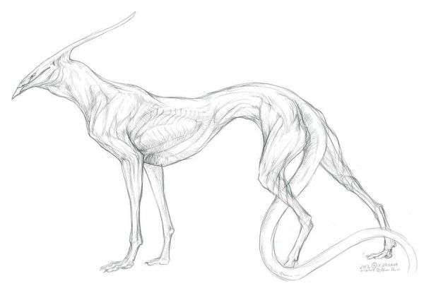 Существа для срисовки