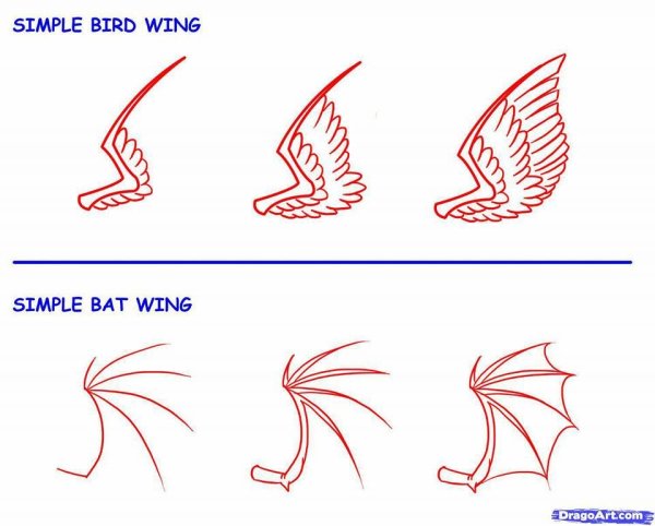 Поэтапное рисование крыльев