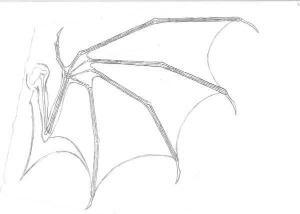 Рисунки карандашом для срисовки Крылья демона