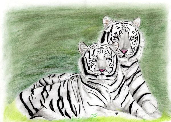 Белый тигр карандашом