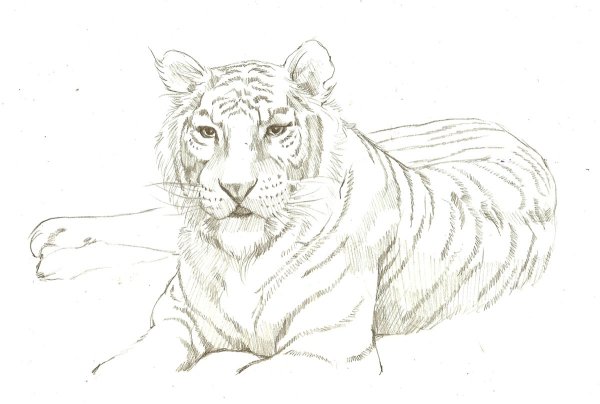 Тигр карандашом
